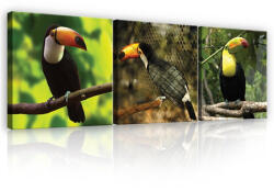 Consalnet Vászonkép 3 darabos, Tukán, 3 db 25x25 cm méret (C5-12217S13)