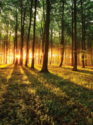 Consalnet Erdő poszter, fotótapéta, Vlies (206x275 cm, álló) (C1-2226VEA)