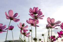 Dimex COSMOS FLOWERS fotótapéta, poszter, vlies alapanyag, 375x250 cm (MS-5-0145)