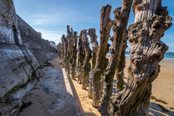 Dimex Vlies Fotótapéta - Beautifil trunks - 375x250 cm (MS-5-1795)