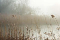 Dimex Vlies Fotótapéta - Misty shore - 375x250 cm (MS-5-1828)