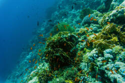 Dimex Vlies Fotótapéta - Reef coral and fishes - 375x250 cm (MS-5-0532)