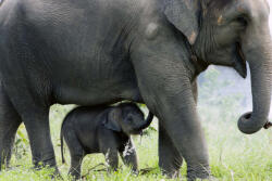 Dimex Vlies Fotótapéta - Mother elephant and her baby - 375x250 cm (MS-5-0493)