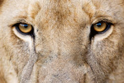 Dimex Vlies Fotótapéta - Portrait of Male Lion - 375x250 cm (MS-5-0586)