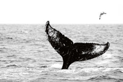 Dimex Vlies Fotótapéta - Whale in the sea - 375x250 cm (MS-5-0517)