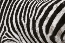 Dimex Vlies Fotótapéta - Zebra Skin Fur Texture - 375x250 cm (MS-5-2586)