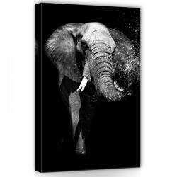 Consalnet Elefánt fekete-fehérben, vászonkép, 40x60 cm méretben (C5-11769O4)