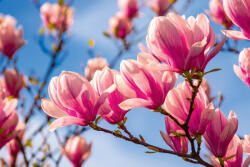 Dimex Vlies Fotótapéta - Magnolia - 375x250 cm (MS-5-1372)