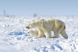 Dimex Vlies Fotótapéta - Polar bear family - 375x250 cm (MS-5-0436)