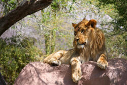 Dimex Vlies Fotótapéta - Lion lying on a rock - 375x250 cm (MS-5-0590)