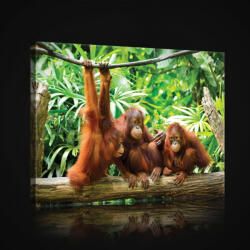 Consalnet Vászonkép, Csimpánzok, 100x75 cm méretben (C5-2600O1)