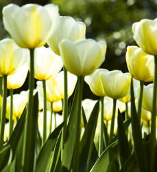 Dimex WHITE TULIPS fotótapéta, poszter, vlies alapanyag, 225x250 cm (MS-3-0127)