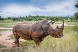 Dimex Vlies Fotótapéta - Rhinoceros in wide angle - 375x250 cm (MS-5-0455)