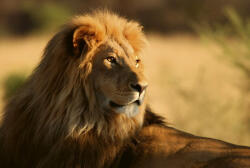 Dimex LION fotótapéta, poszter, vlies alapanyag, 375x250 cm (MS-5-0231)