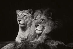 Dimex Vlies Fotótapéta - Lions couple - 375x250 cm (MS-5-0583)