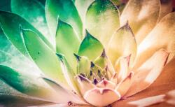 Consalnet Virág poszter, fotótapéta, Vlies (368 x 254 cm) (C1-3117V8)