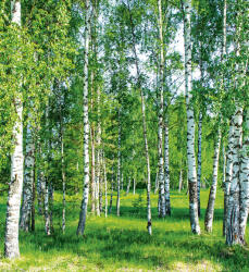 Dimex BIRCH GROW fotótapéta, poszter, vlies alapanyag, 225x250 cm (MS-3-0100)