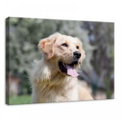 Consalnet Kutya, vászonkép, 70x50 cm méretben (C5-11382O7)