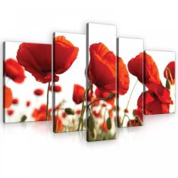 Consalnet Vászonkép, 5 darabos, Pipacsok 170x100 cm méretben (C5-10084S4A)