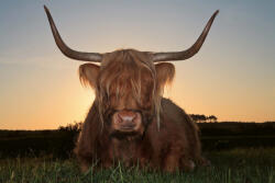 Dimex Vlies Fotótapéta - Scottish highlander cow - 375x250 cm (MS-5-0462)