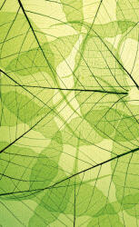 Dimex LEAF VEINS fotótapéta, poszter, vlies alapanyag, 150x250 cm (MS-2-0111)