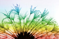 Dimex Vlies Fotótapéta - Dewy dandelion - 375x250 cm (MS-5-1358)