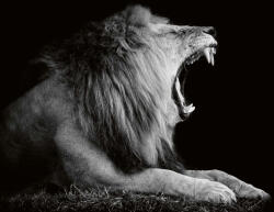 Dimex Vlies Fotótapéta - Lion on dark - 375x250 cm (MS-5-0627)