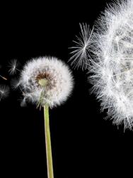 Consalnet Pitypang poszter, fotótapéta, Vlies (206x275 cm, álló) (C1-125VEA)