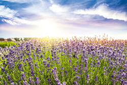 Dimex Vlies Fotótapéta - Fields of lavender - 375x250 cm (MS-5-1388)