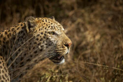 Dimex Vlies Fotótapéta - Leopard portrait isolated in natural - 375x250 cm (MS-5-0560)