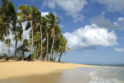 Dimex Vlies Fotótapéta - Coconut palm - 375x250 cm (MS-5-1761)