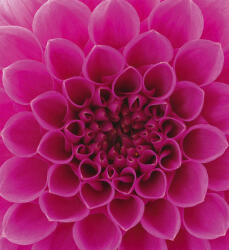 Dimex PINK DAHLIA fotótapéta, poszter, vlies alapanyag, 225x250 cm (MS-3-0132)