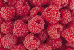 Dimex RASPBERRY fotótapéta, poszter, vlies alapanyag, 375x250 cm (MS-5-0242)