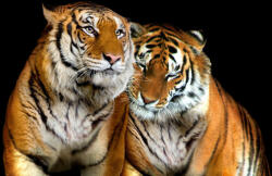 Consalnet Tigrisek poszter, fotótapéta Vlies (254 x 184 cm) (C1-130V4)