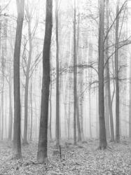 Consalnet Erdő poszter, fotótapéta, Vlies (184x254 cm, álló) (C1-11223V4A)