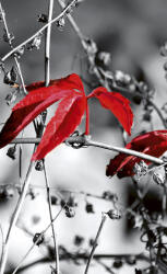 Dimex RED LEAVES ON BLACK fotótapéta, poszter, vlies alapanyag, 150x250 cm (MS-2-0110)