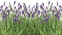 Consalnet Levendula poszter, fotótapéta, Vlies (416 x 254 cm) (C1-2174VEXXXL)