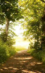 Dimex FOREST PATH fotótapéta, poszter, vlies alapanyag, 150x250 cm (MS-2-0093)
