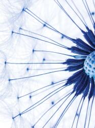 Consalnet Pitypang poszter, fotótapéta, Vlies (206x275 cm, álló) (C1-1024VEA)