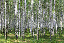 Dimex Vlies Fotótapéta - Birches - 375x250 cm (MS-5-1887)