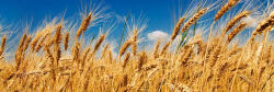 Dimex WHEAT FIELD öntapadós konyhai poszter, 180x60 cm (KI-180-011)