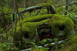 Dimex Vlies Fotótapéta - Car covered in moss - 375x250 cm (MS-5-2724)