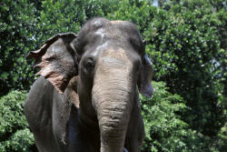 Dimex Vlies Fotótapéta - Sumatera Elephant - 375x250 cm (MS-5-0490)