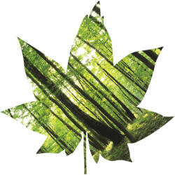 Consalnet Levél formájú vlies poszter, fotótapéta 904VEZ6 /208x208 cm/ (904-VEZ6)