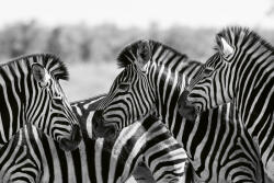Dimex Vlies Fotótapéta - Zebra herd - 375x250 cm (MS-5-0393)