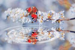 Consalnet Butterfly poszter, fotótapéta, Vlies (368 x 254 cm) (C1-013V8)