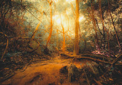 Sverus Fotótapéta Fantasy Jungle Forest, 400 x 260 cm (SV-46475070WM-400X260CM)