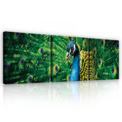 Consalnet Vászonkép 3 darabos, Páva, 3 db 25x25 cm méret (C5-20934S13)