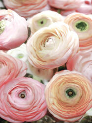 Consalnet Rózsák poszter, fotótapéta, Vlies (184x254 cm, álló) (C1-2297V4A)