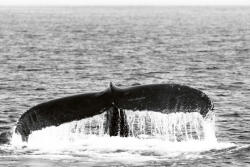 Dimex Vlies Fotótapéta - Whale in Provincetown - 375x250 cm (MS-5-0513)